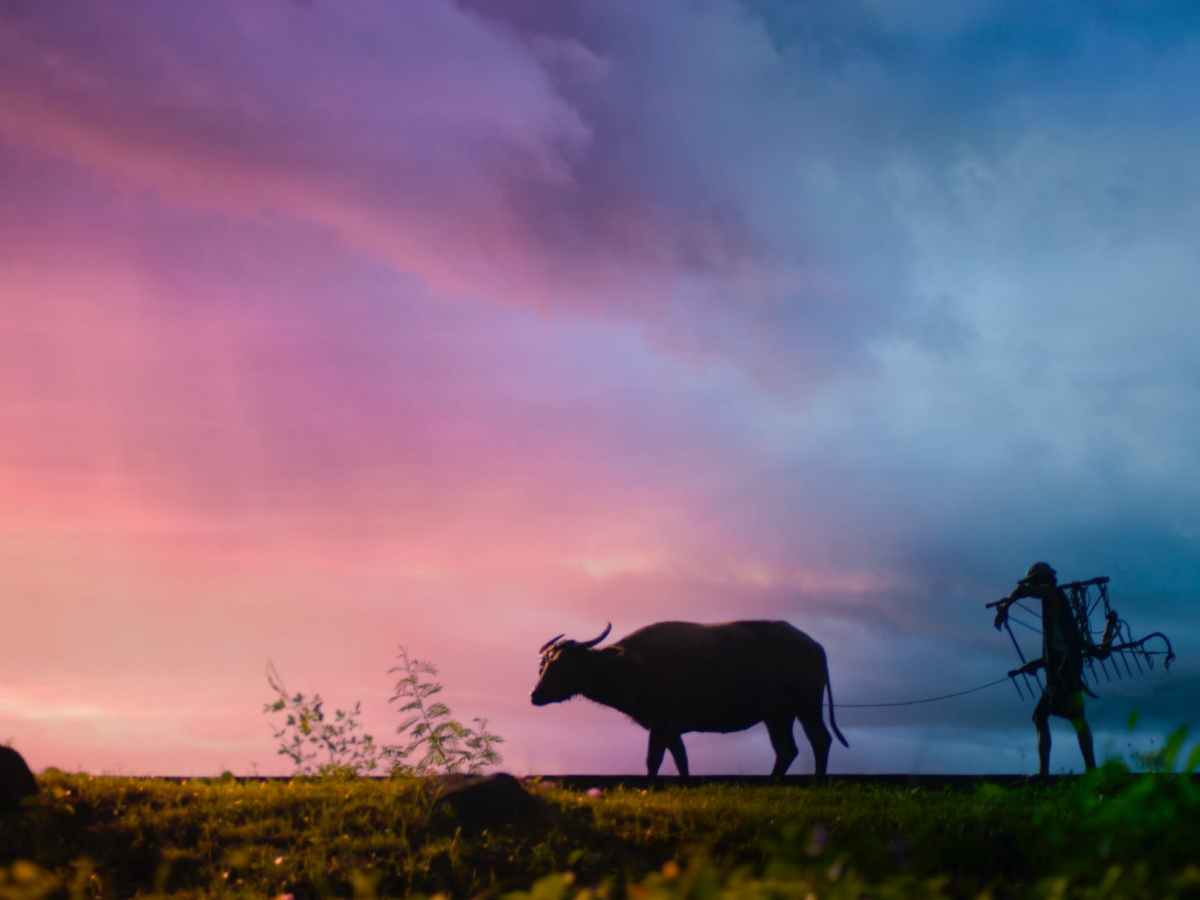 Essay 3: The tragicomedy of Indian agricultural&nbsp;reforms